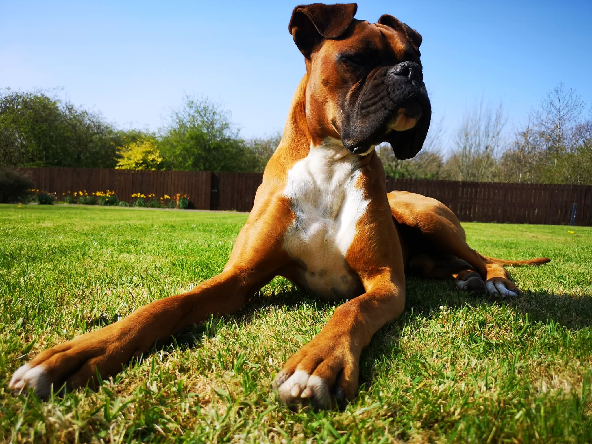 Solo enjoying a sunny afternoon in the garden