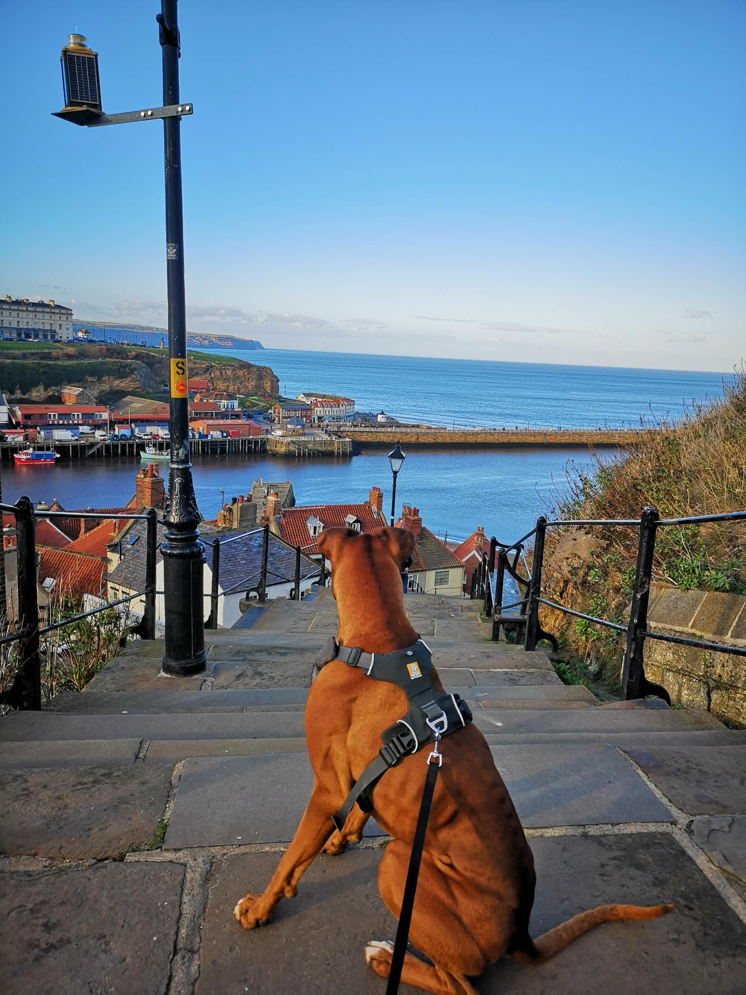 Solo enjoying the view over Whitby harbour